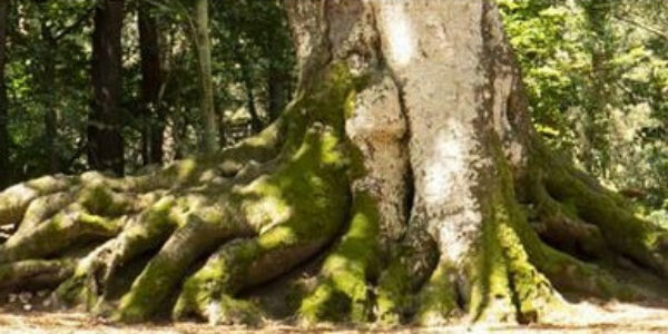 Les arbres remarquables au coeur de la biodiversité – Mardi 6 mai à 20h30 – Discussion avec des représentants de l’association A.R.B.R.E.S – 6,20€