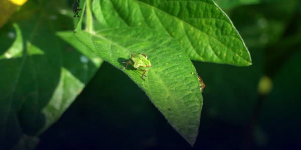 Insecticides, comment l&rsquo;agrochimie a tué les insectes – Samedi 17 octobre